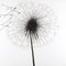 Silhouette of Dandelion Poster Print by Atelier B Art Studio - Item # VARPDXBEGFLO189